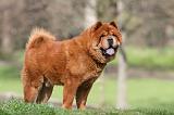 CHOW CHOW 772